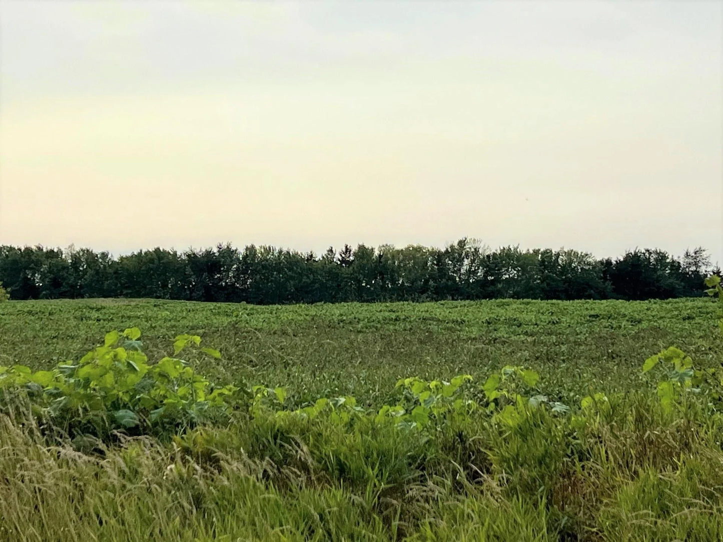 XXXXX Jeffrey Ave N - Parcel B , Hugo, MN 55038